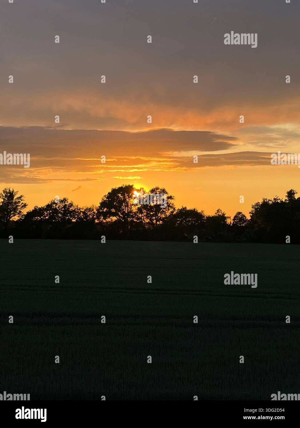 Orizzonti d'oro: La magia del giro serale che cattura la bellezza serena dell'ora d'oro dove il cielo incontra i campi. Un momento perfetto. - Immagine stock catturata con smartphone