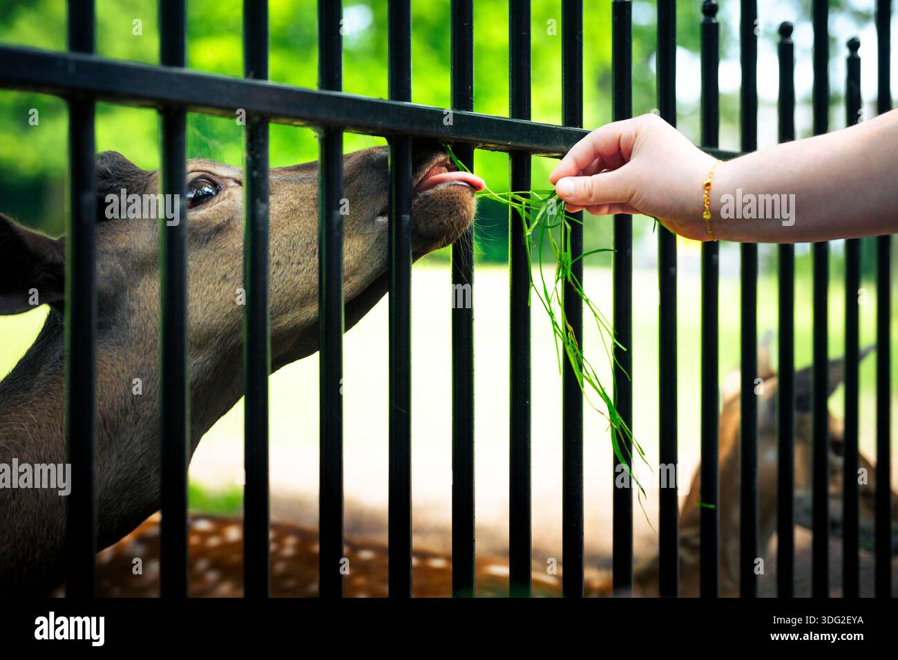 Un daino (Dama dama) estende la sua lingua per prendere l'erba dalla mano di un bambino attraverso le barre verticali di una recinzione metallica nera. Foto Stock