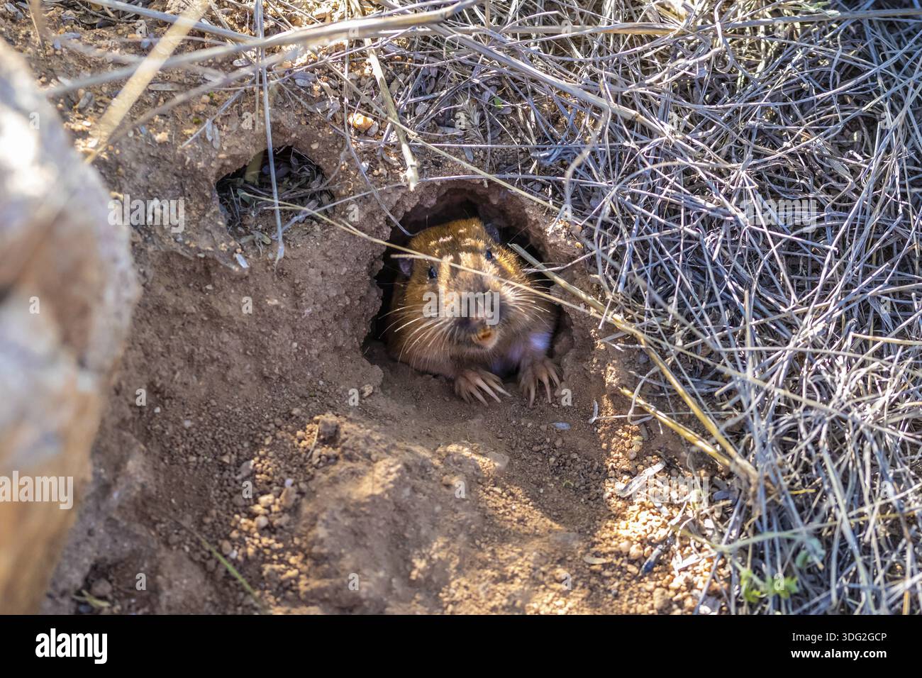 Un roditore scavato nell'area rocciosa del Catalina State Park Foto Stock