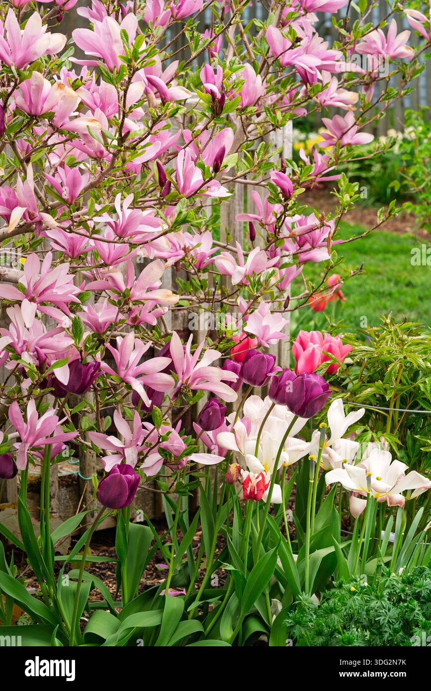 Romantica magnoilia rosa fiorita nel giardino primaverile. Foto Stock