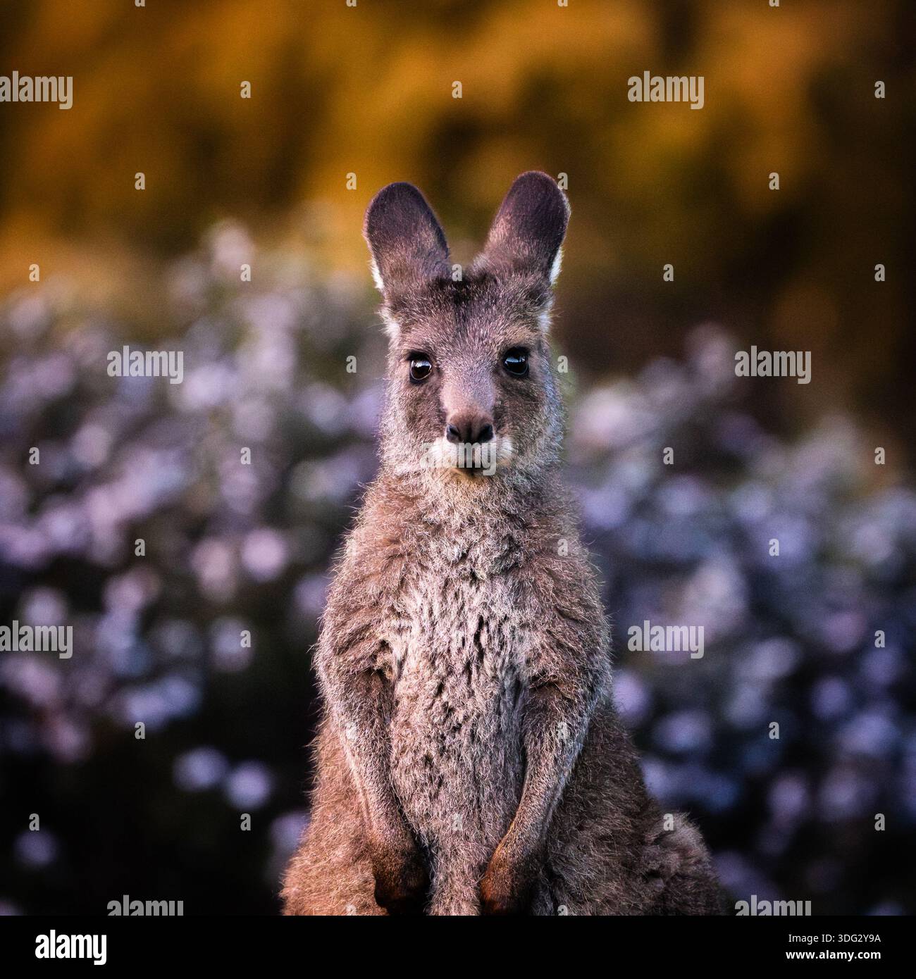 Ritratto di un giovane canguro seduto in piedi tra i fiori selvatici Foto Stock