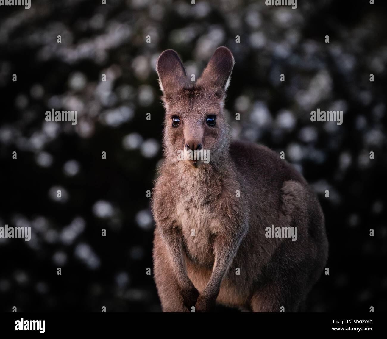 Ritratto di un giovane canguro seduto in piedi tra i fiori selvatici Foto Stock