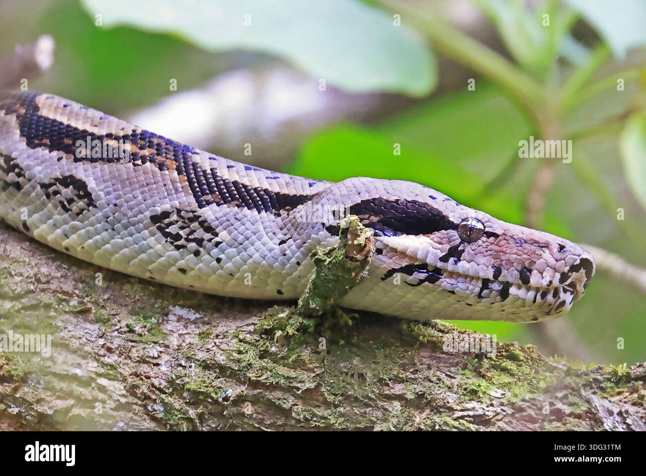 Comune Boa settentrionale (Boa constrictor imperator), animale ritratto, Costa Rica Foto Stock