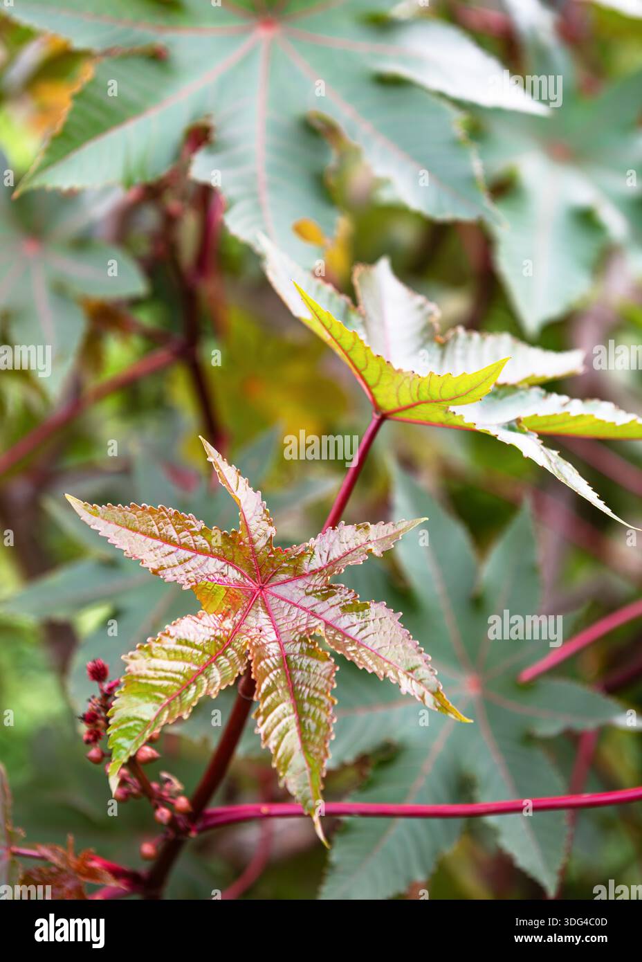 Pianta di fagioli di ricino (Ricinus communis) con foglie di palmato colorate e venature rosse vivide. Lo sfondo con messa a fuoco morbida evidenzia la struttura delle lamelle. Foto Stock