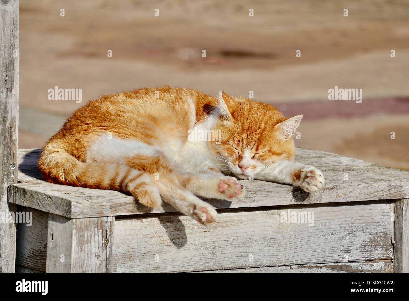 Arancio dormiente e gatto bianco su superficie in legno Foto Stock