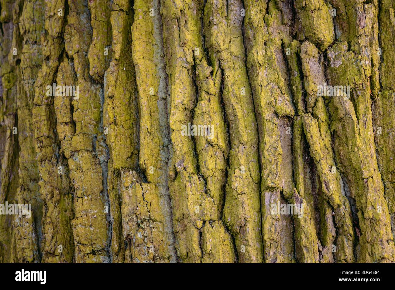 Muschio su una corteccia di quercia nel Voivodato di Lodzkie in Polonia Foto Stock