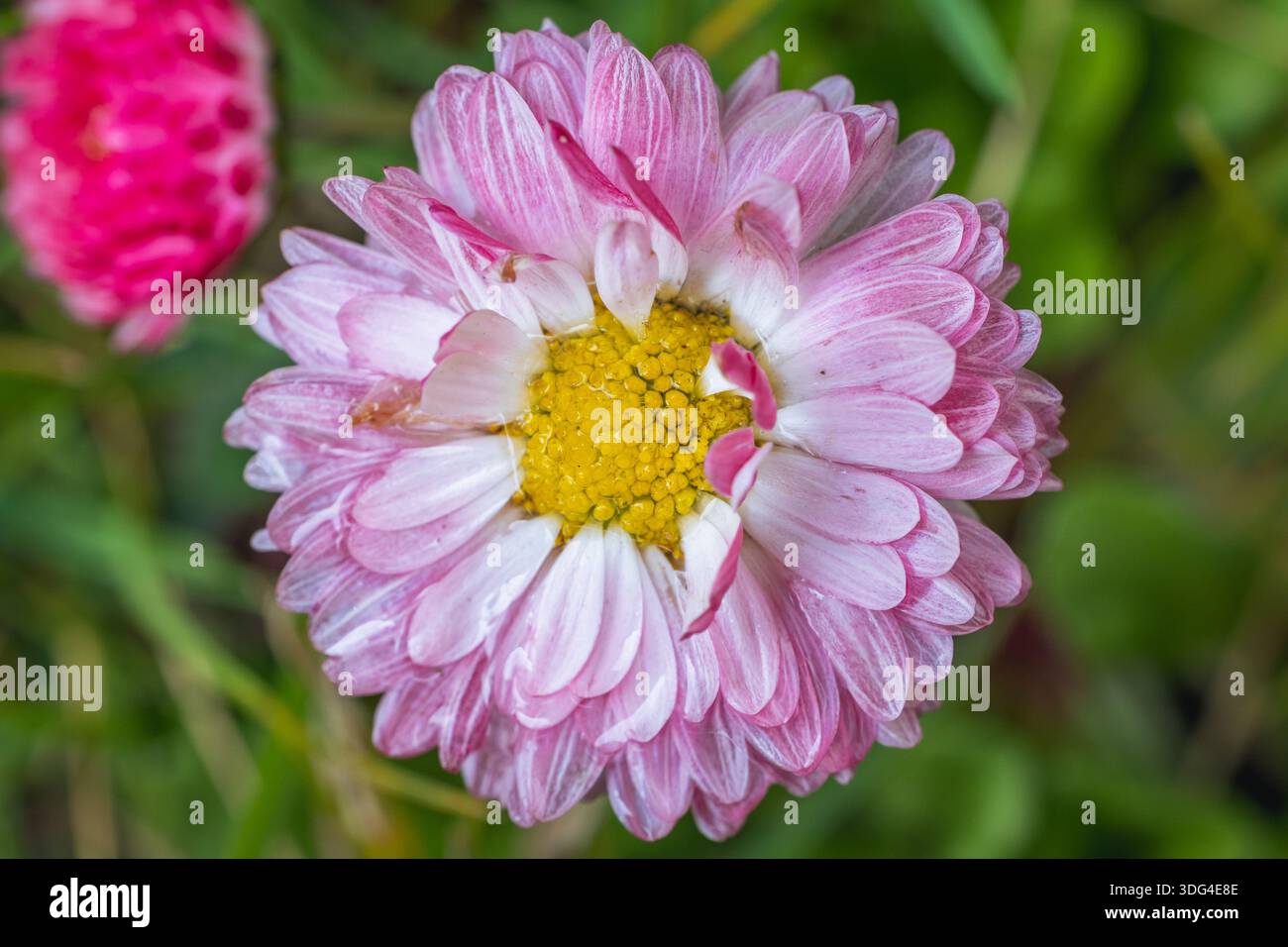 Primo piano di un comune fiore a margherita rosa e bianco in Polonia Foto Stock