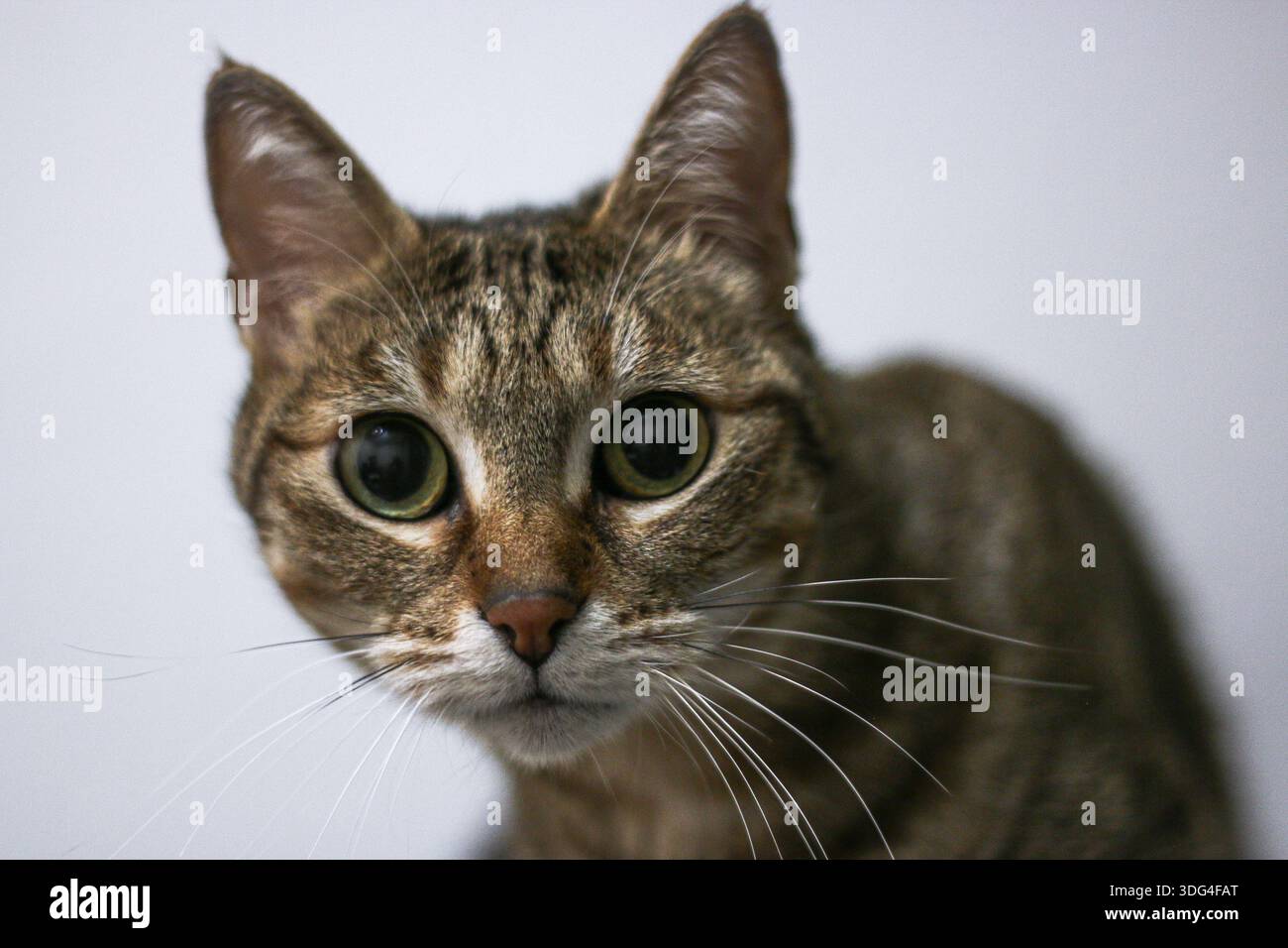 Gatto, Studio, colpo di testa da vicino che mostra gli occhi vigili e sbatte su uno sfondo bianco. Foto Stock