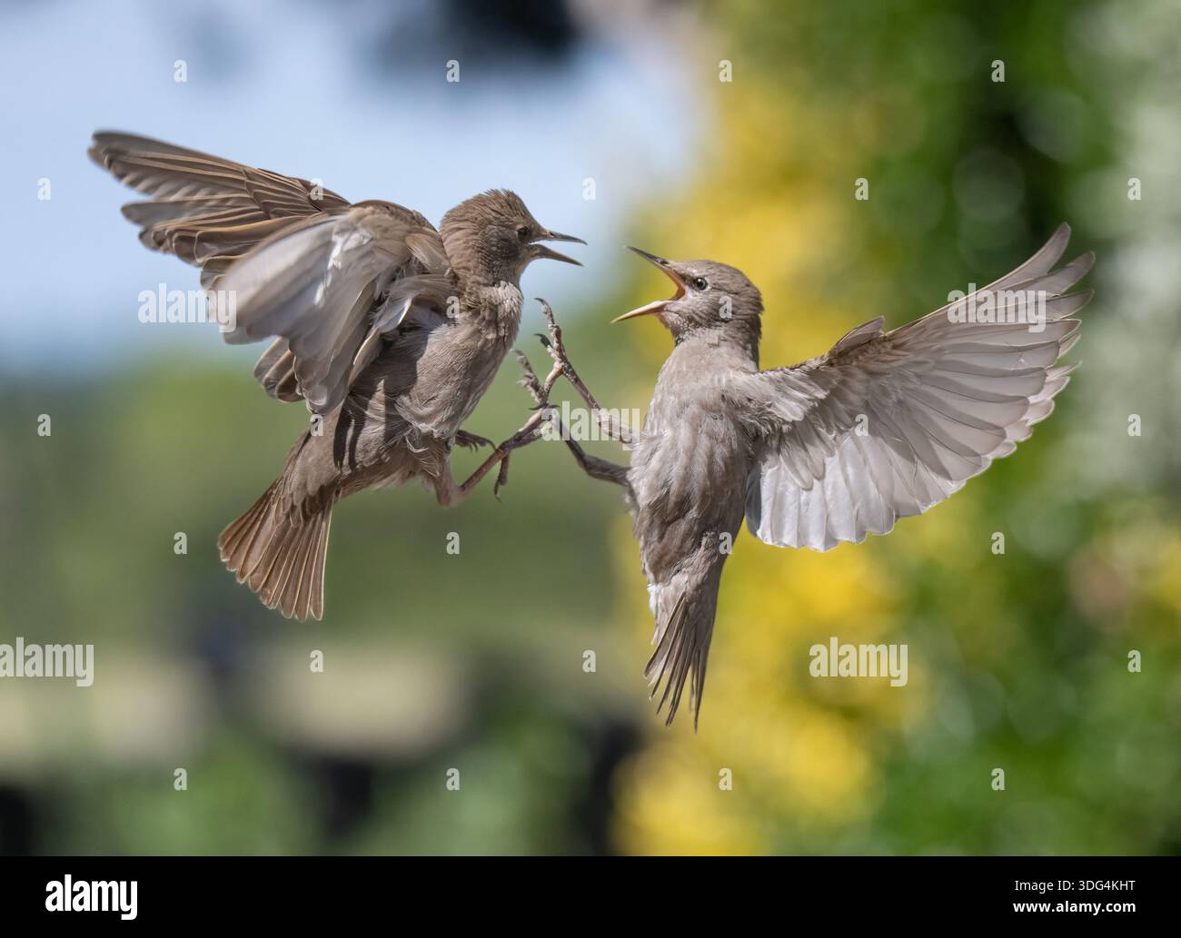 Gli Starlings europei (Sturnus vulgaris) combattono a mezz'aria. Due uccelli che si scontrano con i becchi aperti e spalmano le ali in un'aggressiva esposizione territoriale. Foto Stock