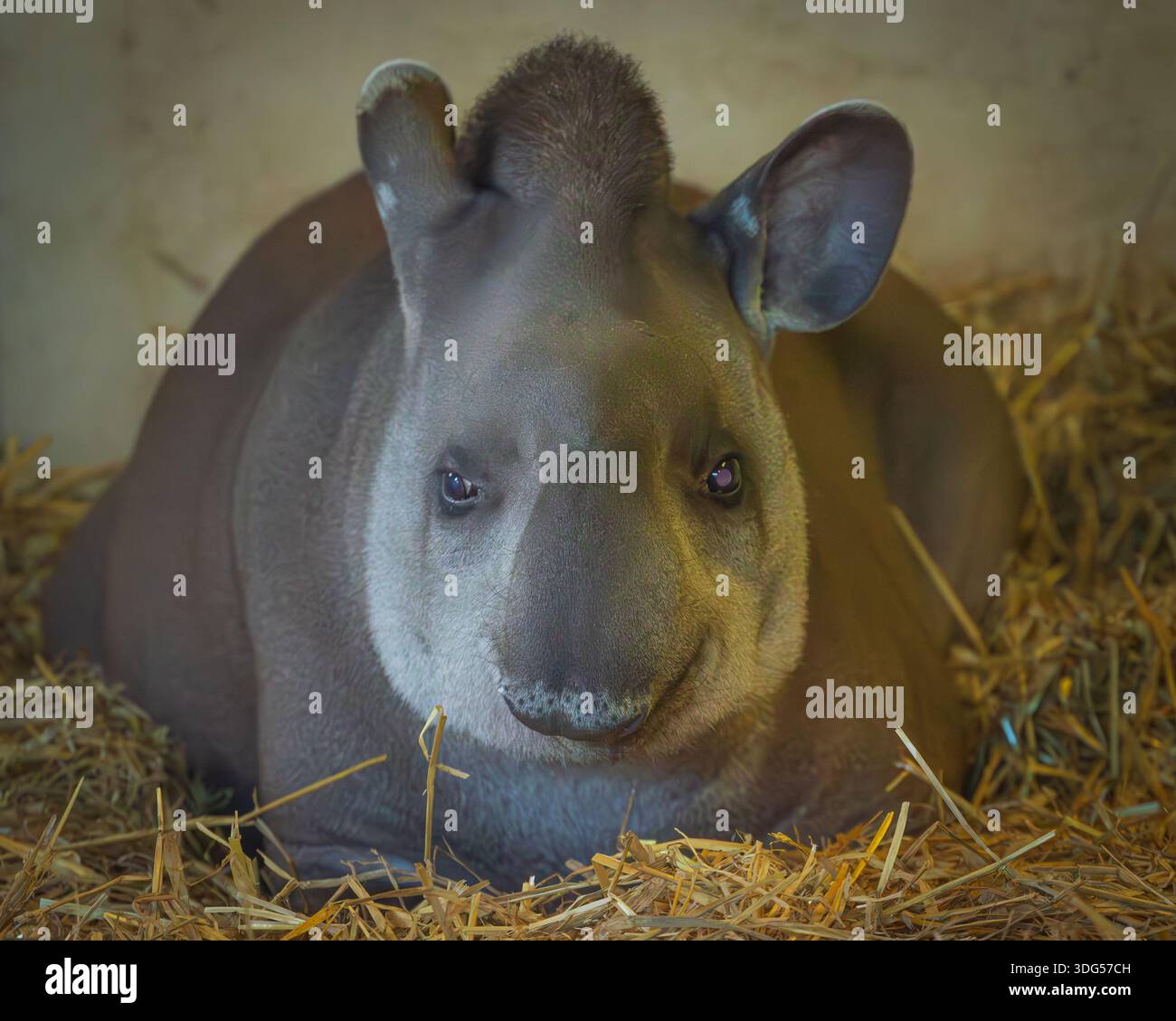 Tapir nel recinto dello zoo: Grandi mammiferi esotici in un ambiente protetto dalla fauna selvatica in cattività Foto Stock