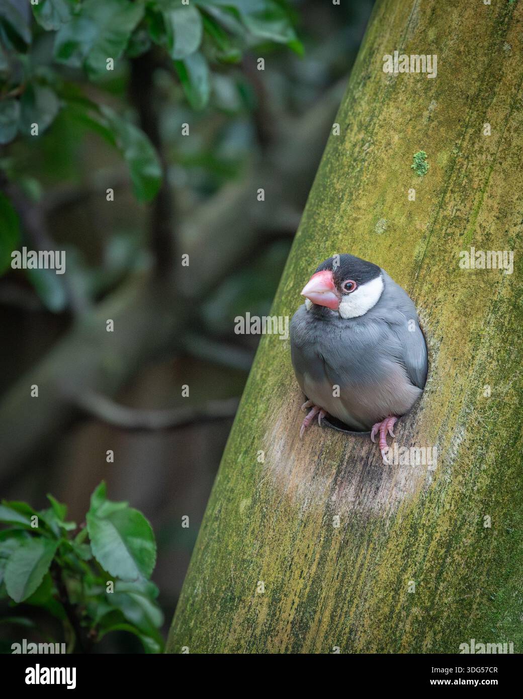 Java Sparrow sulla filiale – Ritratto ravvicinato di Java Finch bianco e grigio in luce naturale Foto Stock