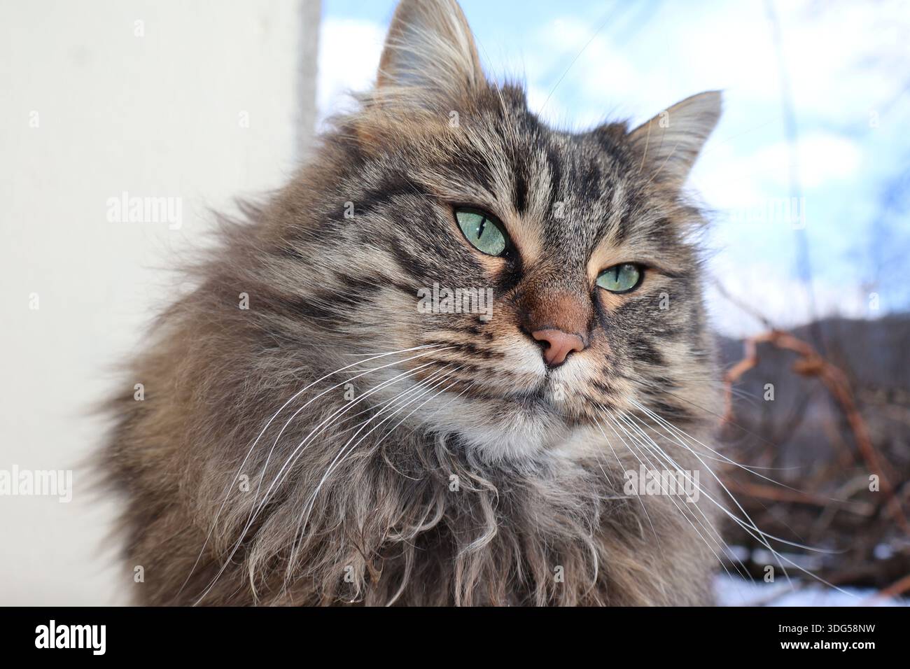 Un ritratto di un gatto domestico Foto Stock