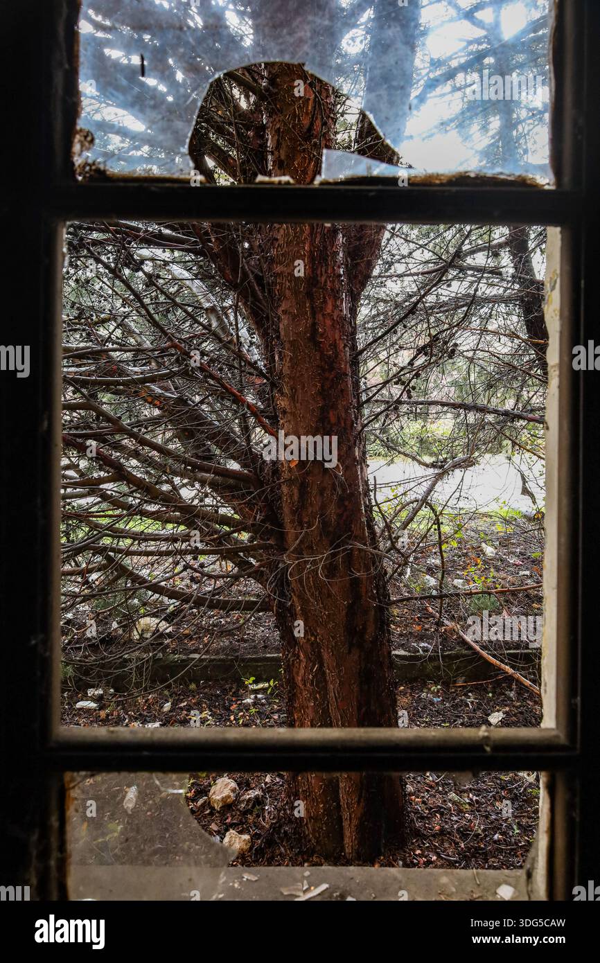 Vista attraverso una finestra rotta che mostra un tronco di albero che cresce appena fuori da un edificio abbandonato. Foto Stock