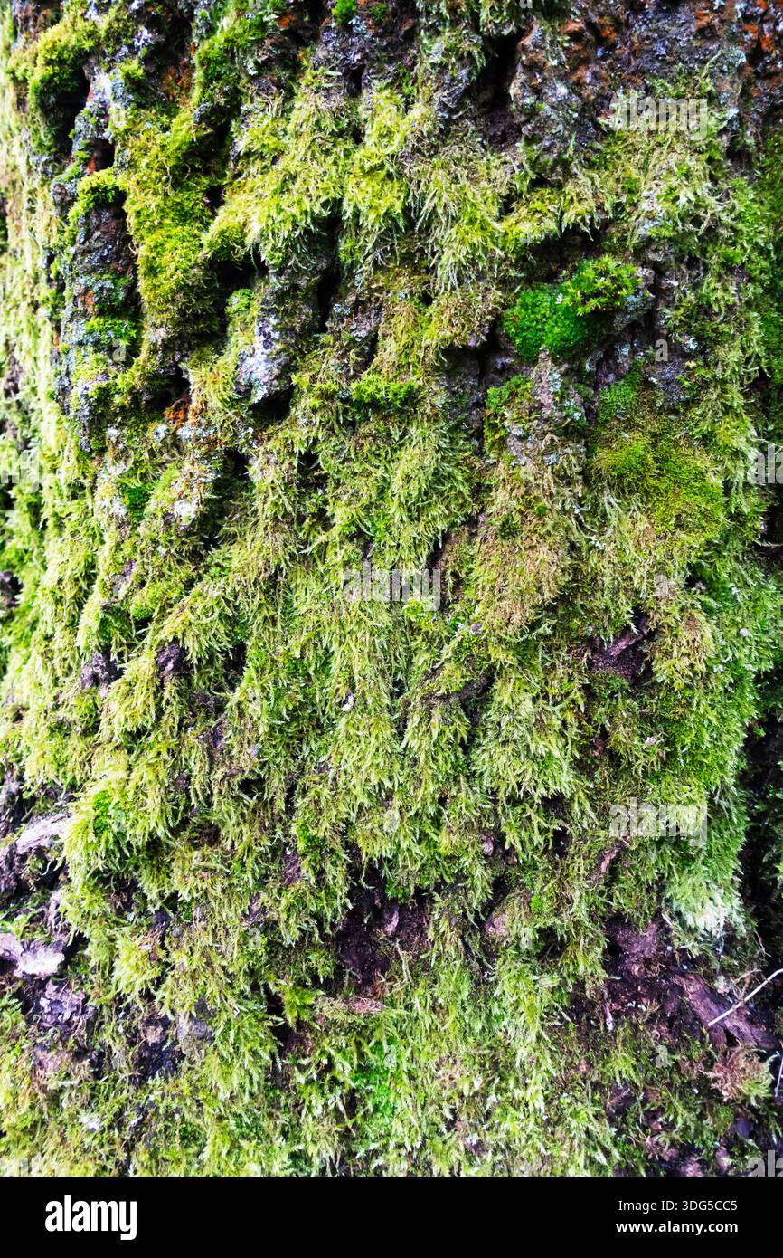 Lussureggiante muschio verde che cresce sulla corteccia degli alberi in una foresta, mettendo in risalto le texture naturali e l'ecologia del bosco Foto Stock