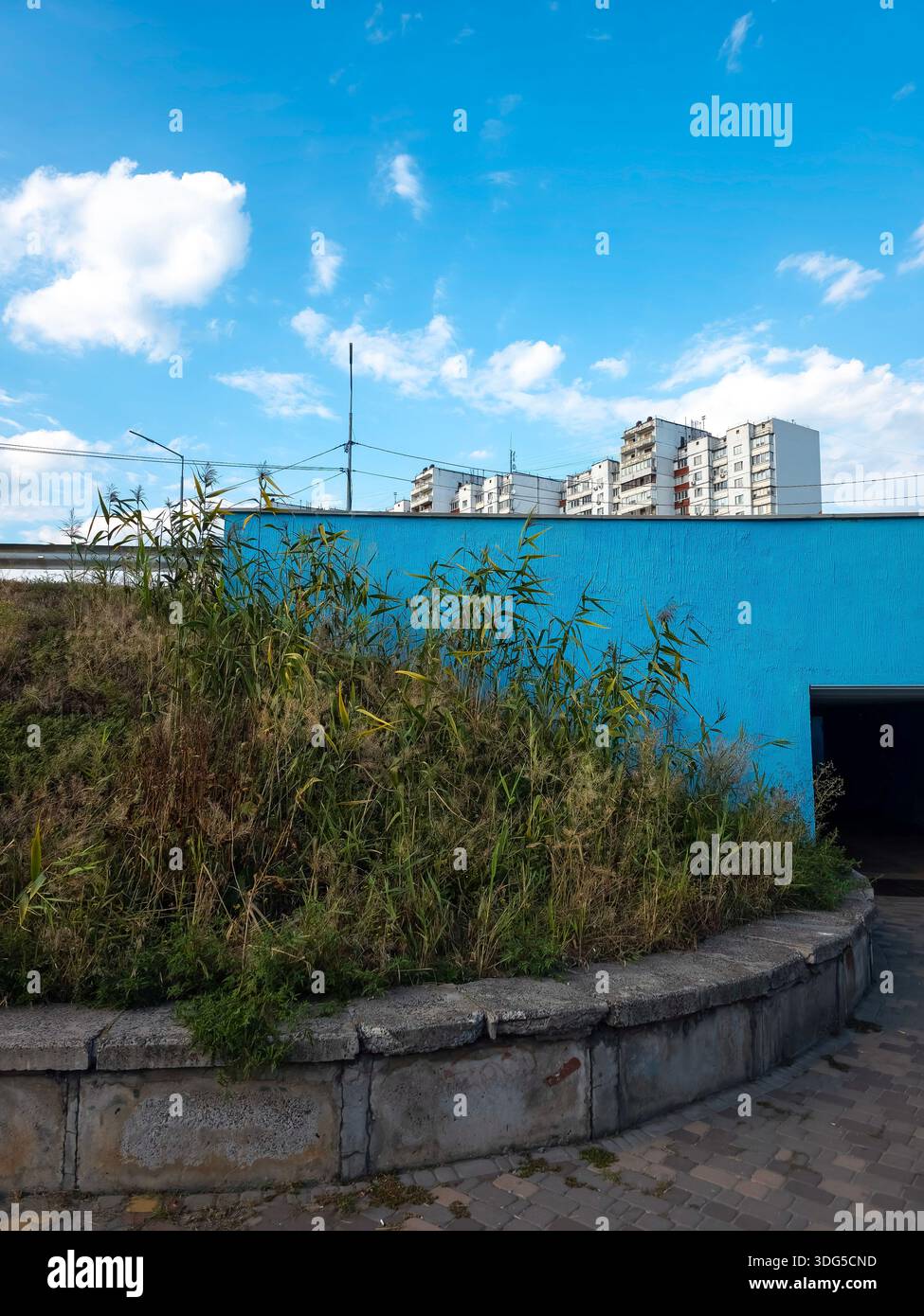 Phragmites australis canna su argine di pietra con pareti blu brillante e alti edifici. Distretto di Darnytskyi, Kiev, Ucraina. Paesaggio urbano e. - Immagine stock catturata con smartphone