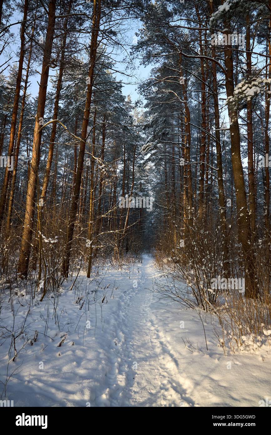 Sentiero nella foresta invernale tra pini ghiacciati con retroilluminazione al sole Foto Stock