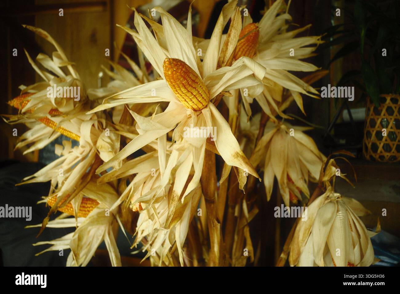 una disposizione decorativa delle orecchie di mais essiccate con le loro bucce e i loro gambi o il mais Foto Stock