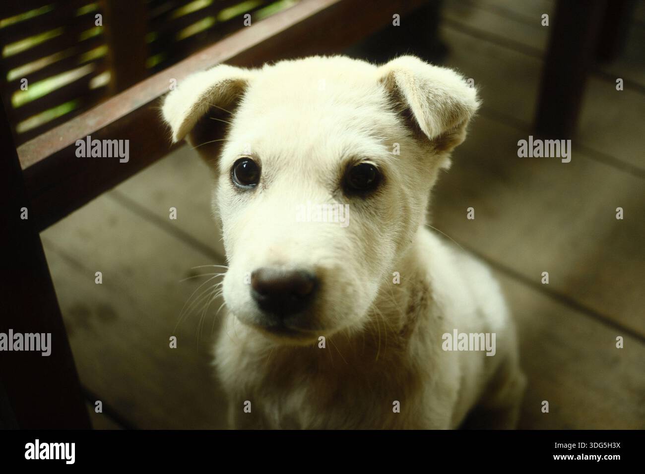 Un simpatico cucciolo bianco con un cappotto di colore chiaro e orecchie floppy Foto Stock
