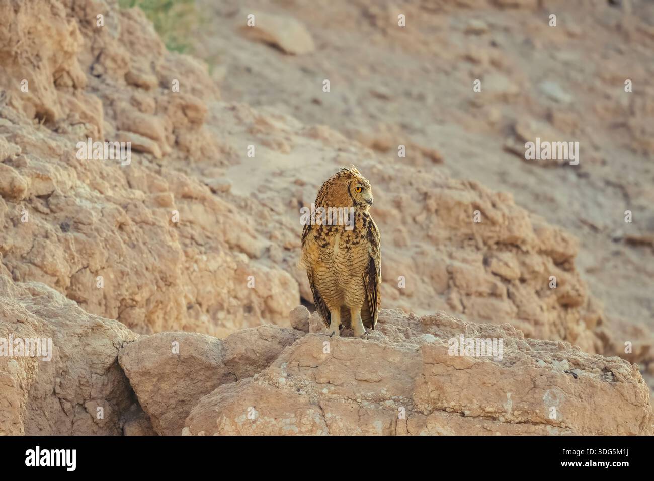 Foto ritratto di Gufo dell'Aquila del Faraone - (Bubo ascalaphus) è una specie di gufo - foto ravvicinata di un gufo del deserto seduto nella roccia del deserto e rilassante. Foto Stock