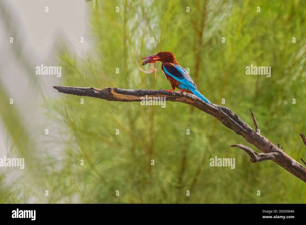 Kingfisher Halcyon smyrnensis dalla gola bianca isolato, noto anche come kingfisher dal petto bianco, albero kingfisher. kingfisher wi con la gola bianca Foto Stock