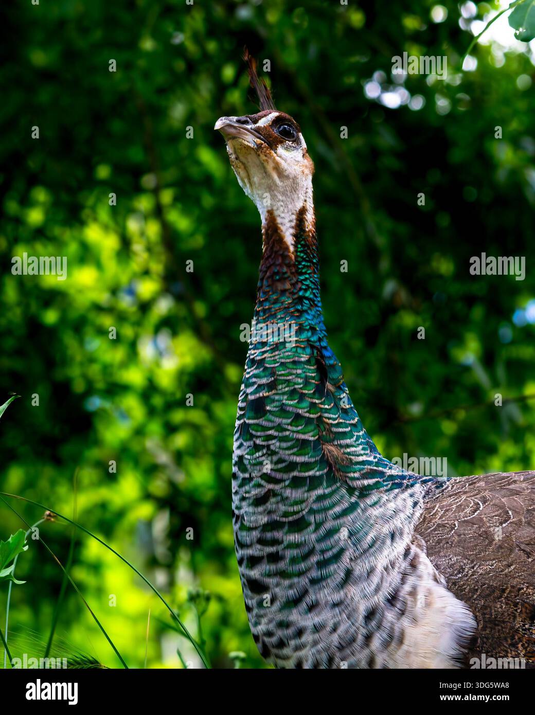 Peafowl indiano femminile (Pavo cristatus) Ritratto Peahen con sfondo verde Foliage Foto Stock