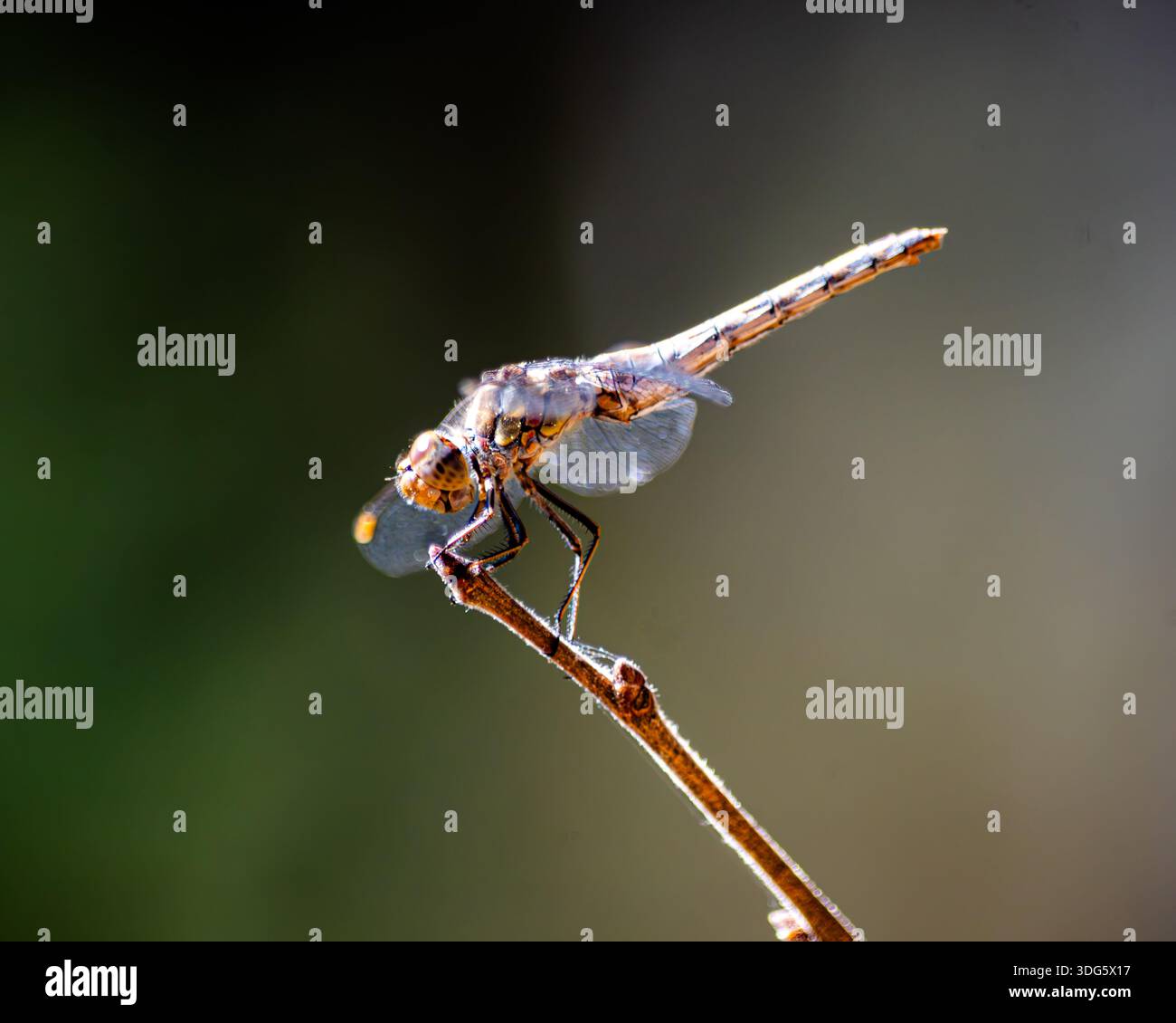 Dragonfly appollaiata sul bastone con sfondo verde Foto Stock