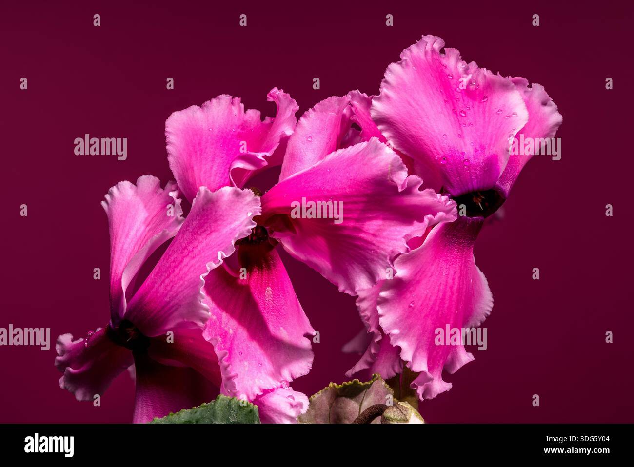 Una splendida pianta ciclaminaria rosa che mostra fiori delicati e foglie a forma di cuore, su un vivace sfondo magenta coordinato per un look audace Foto Stock