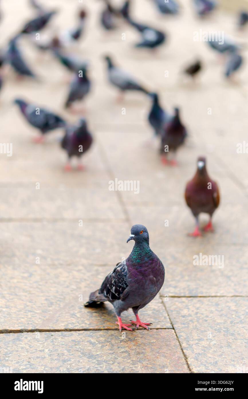 Un piccione con piume verdi e viola iridescenti si erge su una superficie pavimentata. I piedi rossi e i dettagli nitidi contrastano con gli uccelli sfocati sul dorso Foto Stock
