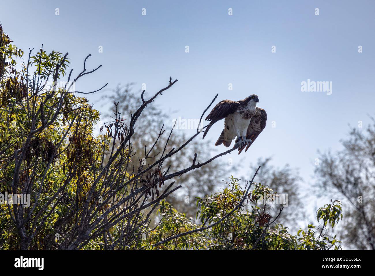 Uccello preda in volo atterrando su un albero Foto Stock