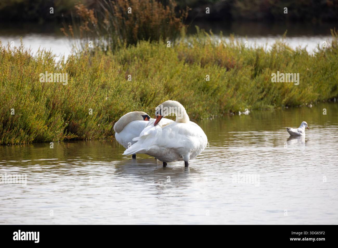 Un paio di cigni bianchi in una zona umida Foto Stock