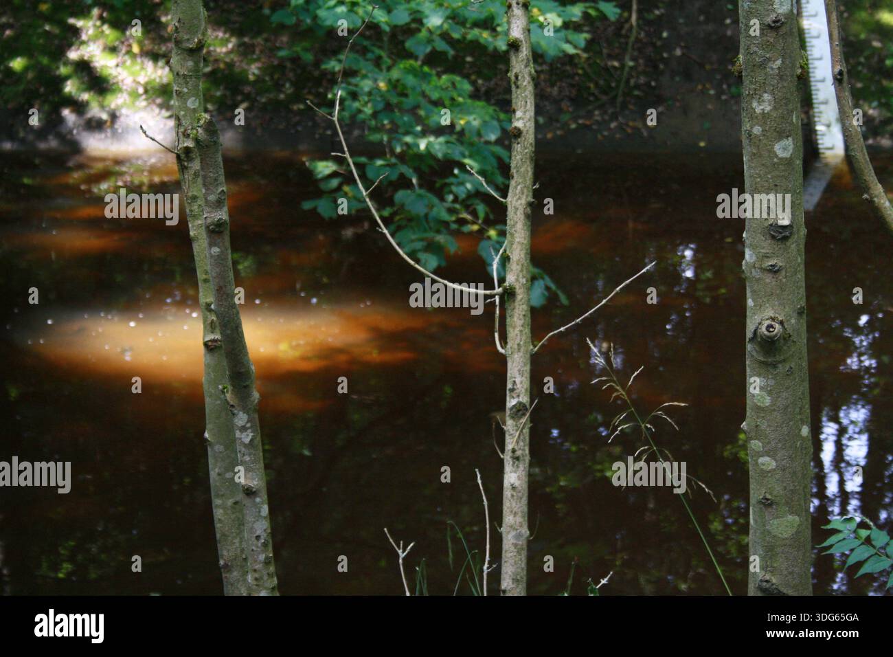 Vista dell'acqua naturale in uno stagno dietro gli alberi boschivi Foto Stock