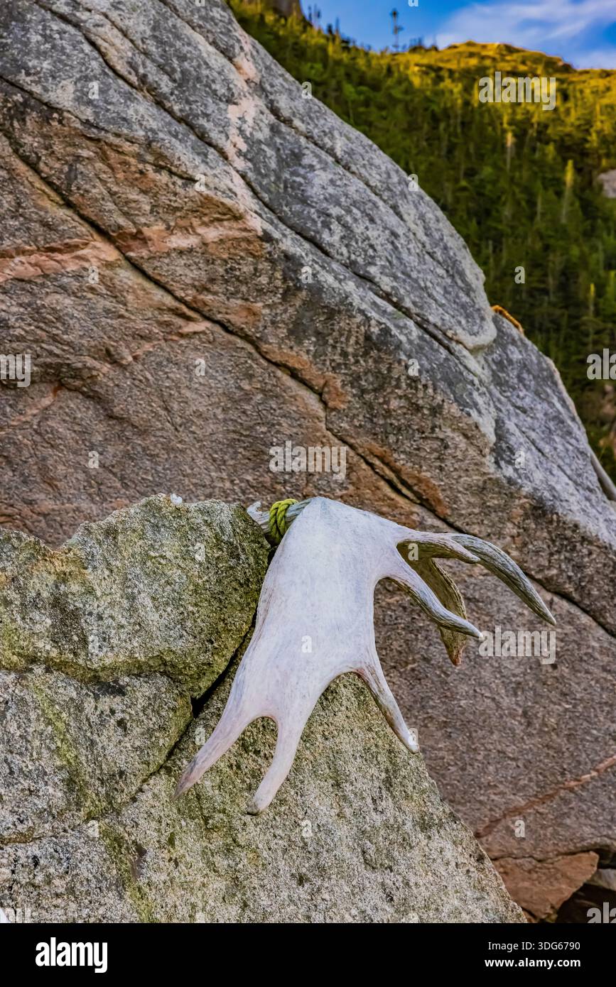 Corna di alce di una lunga battuta di caccia nel piccolo porto di McCallum, Terranova, Canada Foto Stock