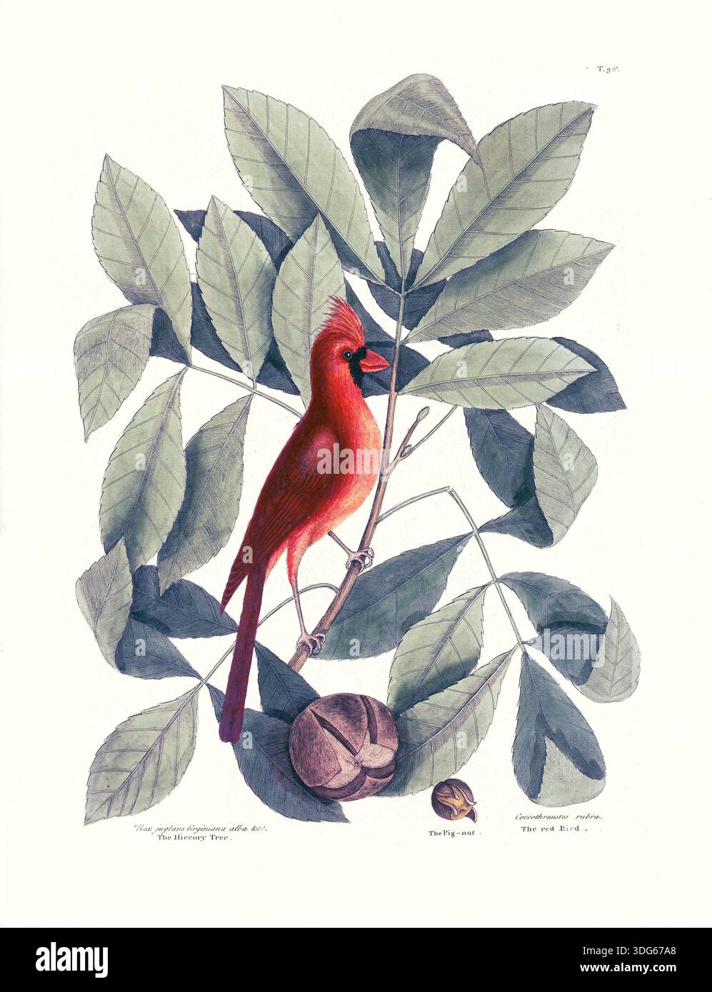 Questa antica illustrazione di storia naturale della metà del XVIII secolo, creata da Mark Catesby, raffigura un vivace cardinale rosso arroccato tra le foglie di un albero, accanto ai suoi dadi. Le dettagliate opere d'arte botanica e ornitologica sono caratteristiche dei pionieristici studi di Catesby sulla flora e la fauna nelle colonie americane. Foto Stock