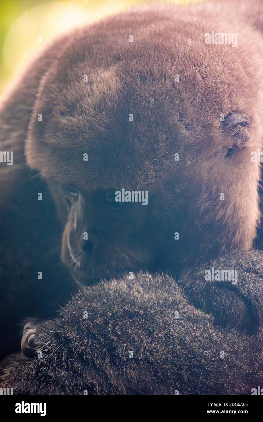 Un primo piano di una coppia di gorilla che mostra il loro legame in un momento sereno allo zoo di Cali, il paradiso della fauna selvatica della Colombia. Foto Stock