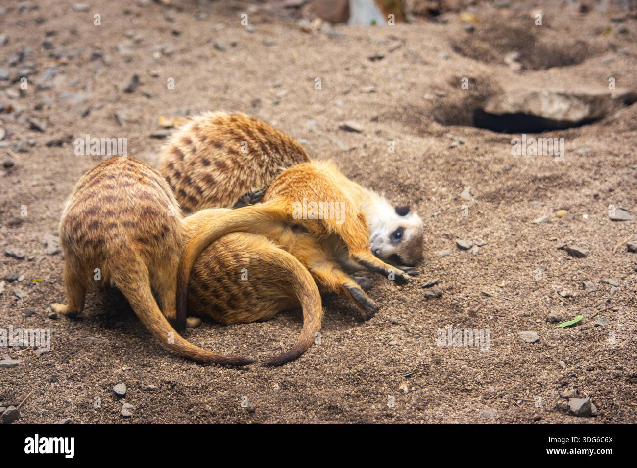 Tre meerkat interagiscono giocosamente in un habitat sabbioso allo zoo di Cali, mostrando il comportamento della fauna selvatica in Colombia. Foto Stock