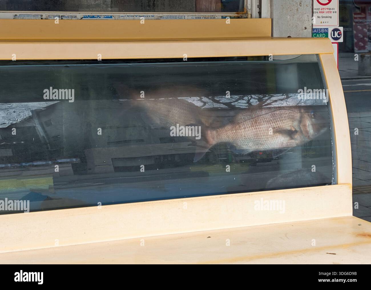 Acquario di un ristorante con un pesce grosso vivo a Seoul, Corea del Sud Foto Stock