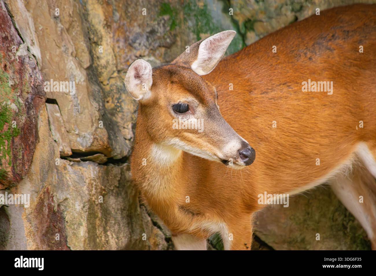 Un primo piano di un cervo elegante in un recinto naturale allo Zoo di Cali, che mostra le sue caratteristiche uniche e i suoi colori vivaci. Foto Stock
