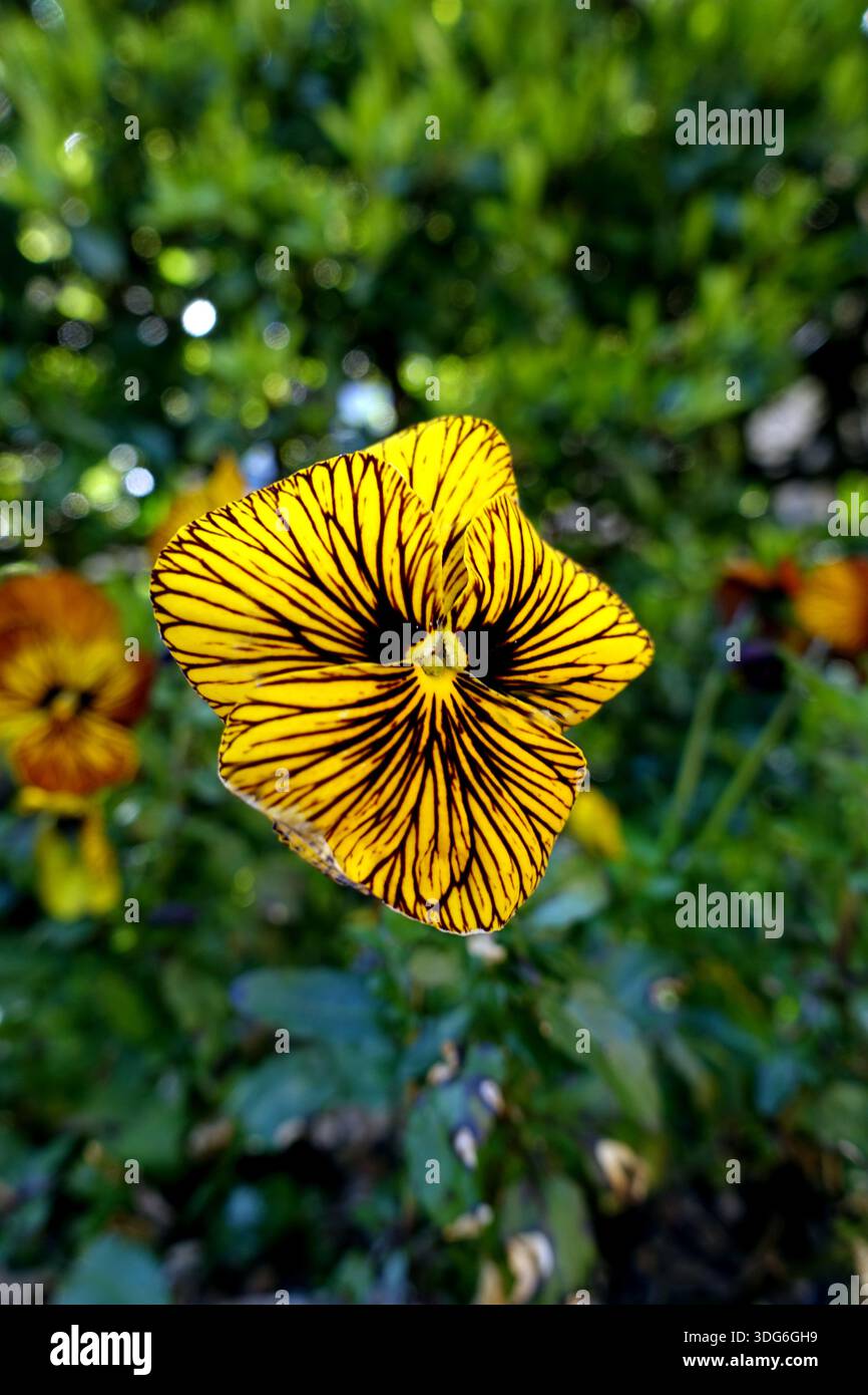 Il sorbetto a viola giallo e nero "Tiger Eyes" è cresciuto in un cottage Garden inglese nel Lancashire, Inghilterra, Regno Unito. Foto Stock