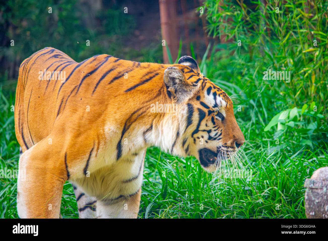 Una maestosa tigre nella lussureggiante vegetazione dello Zoo de Cali, con le sue sorprendenti strisce arancioni e nere. Foto Stock