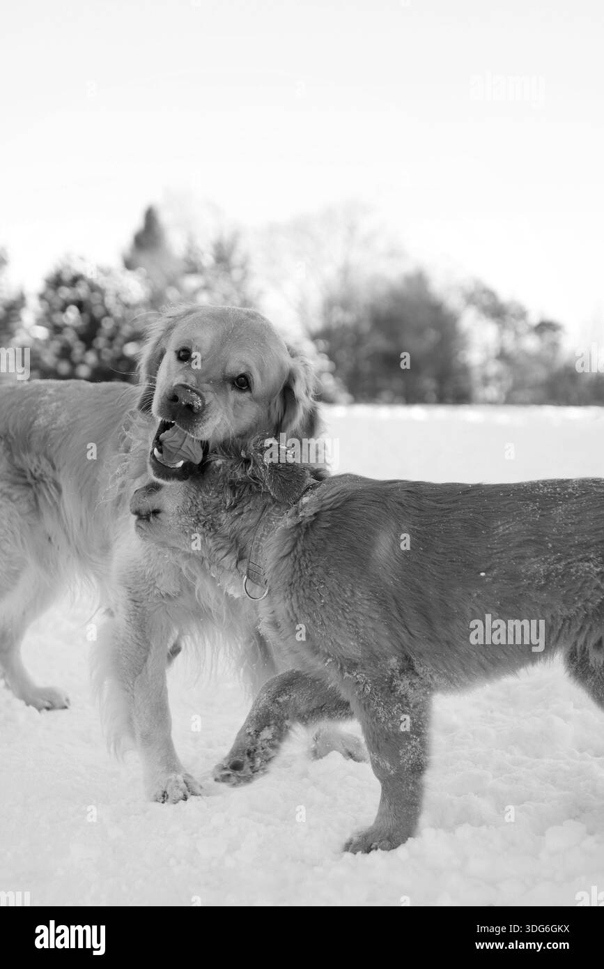 Un cucciolo e un Golden retriever adulto stanno giocando insieme. Sembrano divertenti. Foto Stock