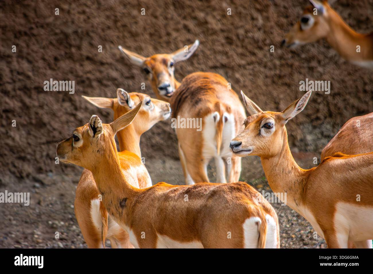 Un gruppo di antilopi si è riunito allo zoo di Cali, mostrando la diversità della fauna selvatica in Colombia. Foto Stock