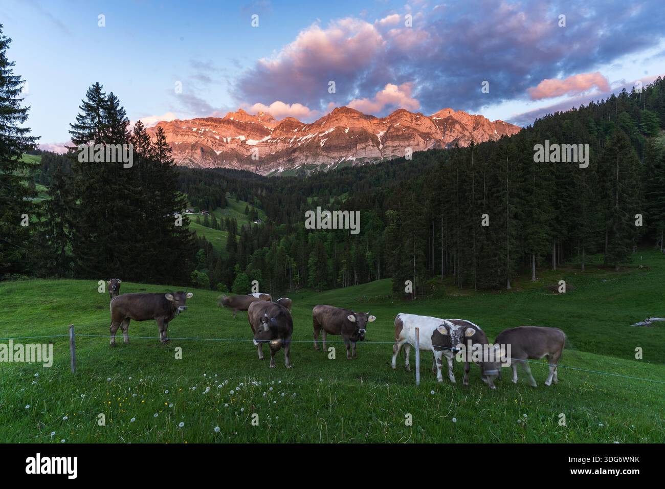 Una piccola mandria di mucche da latte pascolano in un prato lussureggiante, incorniciato dalle torreggianti vette baciate dal sole delle Alpi svizzere e del Säntis. La luce di mattina presto pai Foto Stock