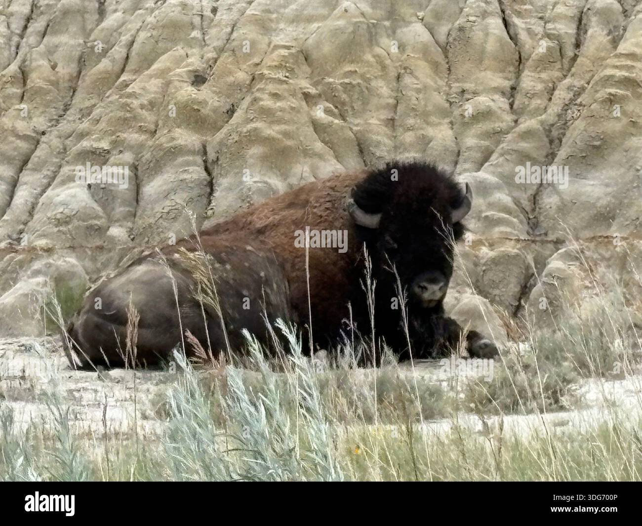Bisonte americano - Immagine stock catturata con smartphone
