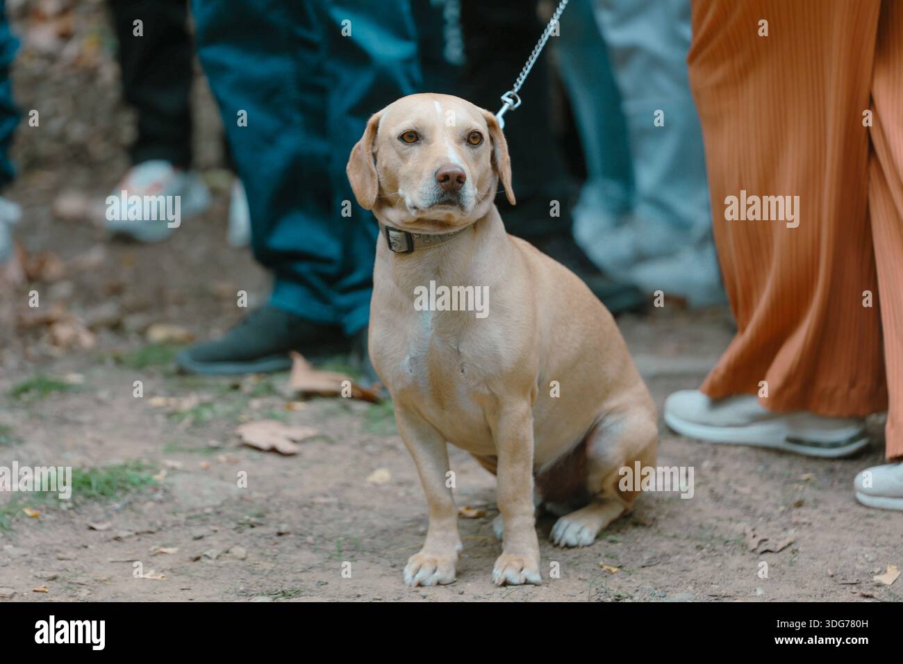 Cane calmo al guinzaglio durante un evento pubblico all'aperto Foto Stock