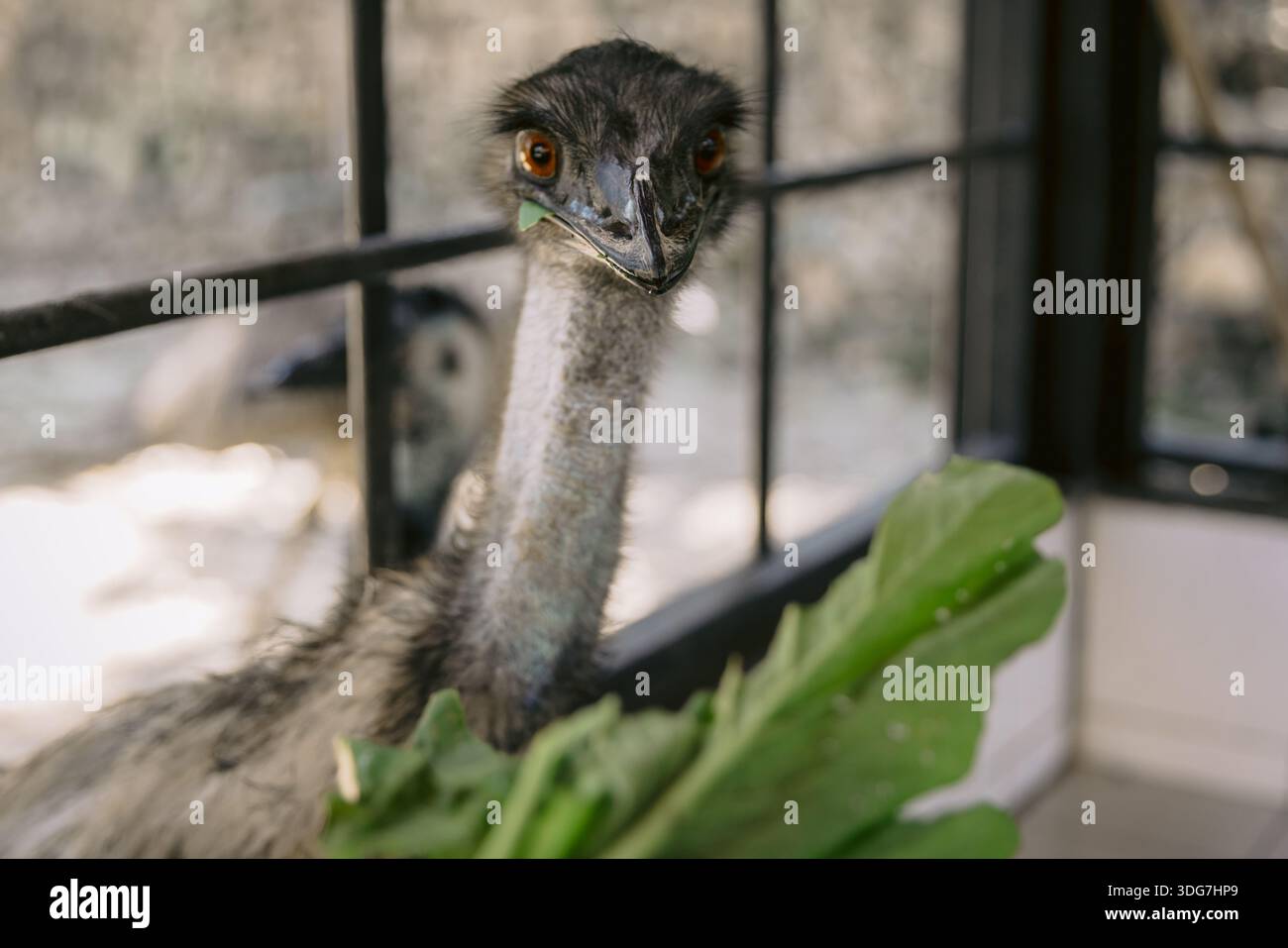 Primo piano di un uccello EMU che mangia insalata (Dromaius novaehollandiae) nel parco. Foto Stock