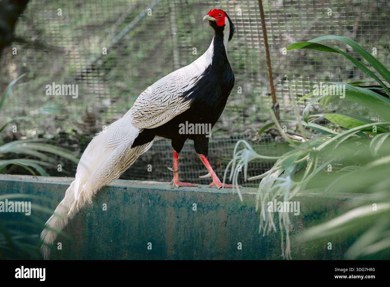 Il fagiano d'argento maschio da vicino nel parco Foto Stock