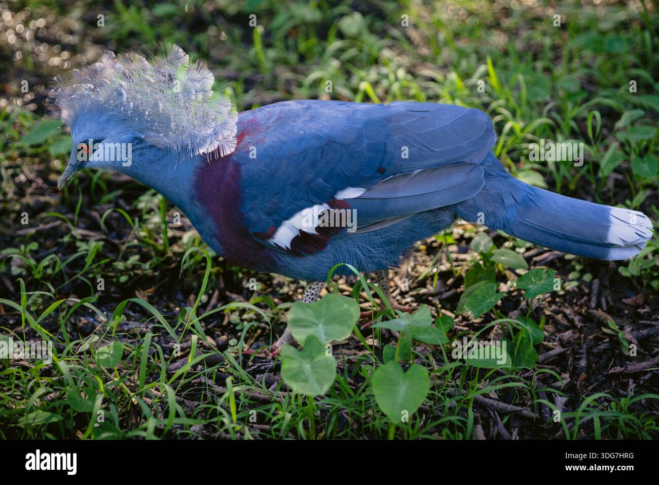 Victoria ha incoronato Pigeon con piume blu nella natura selvaggia Foto Stock
