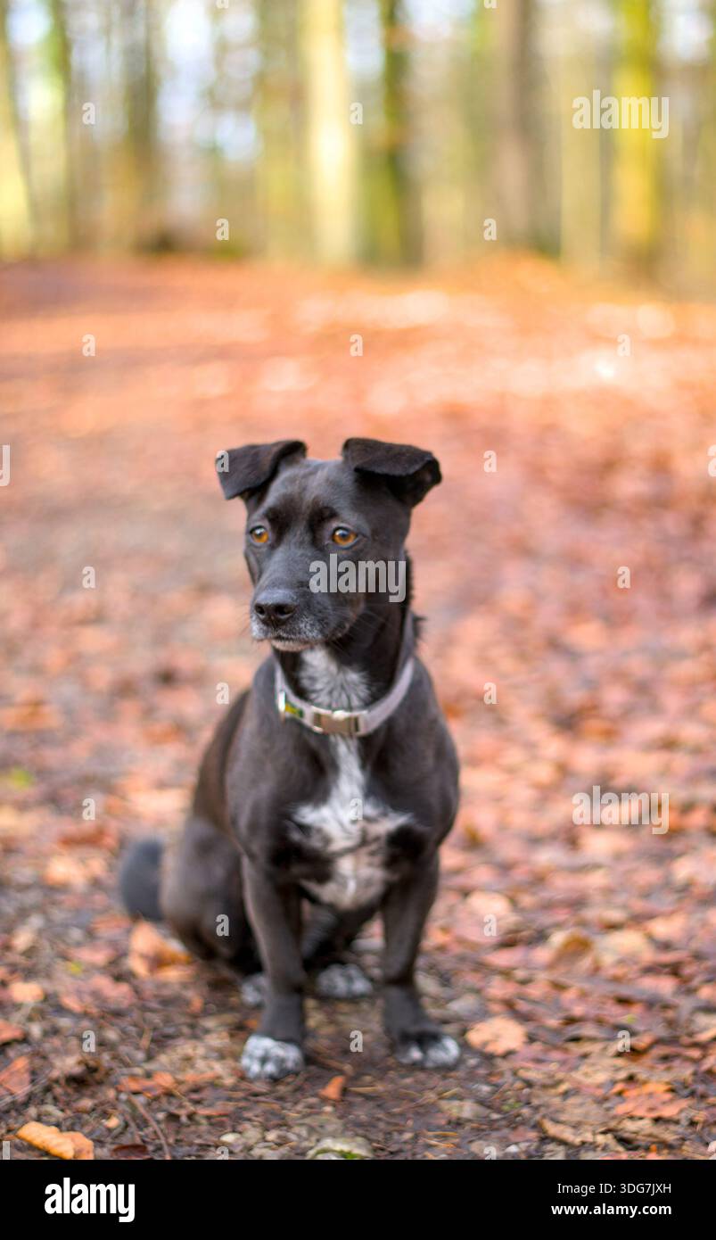 un piccolo cane nero molto carino che guarda lealmente Foto Stock