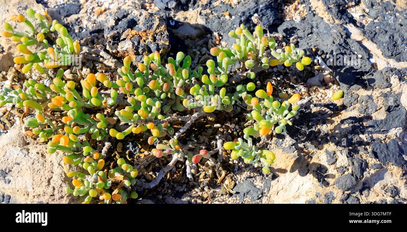 Zygophyllum Fontanesii pianta succulenta costiera, Fuerteventura, Isole Canarie, Spagna. Foto Stock