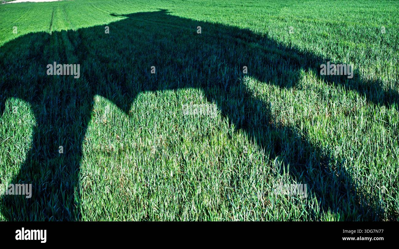 L'iconica silhouette di toro di Osborne getta una lunga ombra su un lussureggiante campo di grano verde nella provincia di Siviglia, in Spagna, creando una grafica pastorale sc Foto Stock